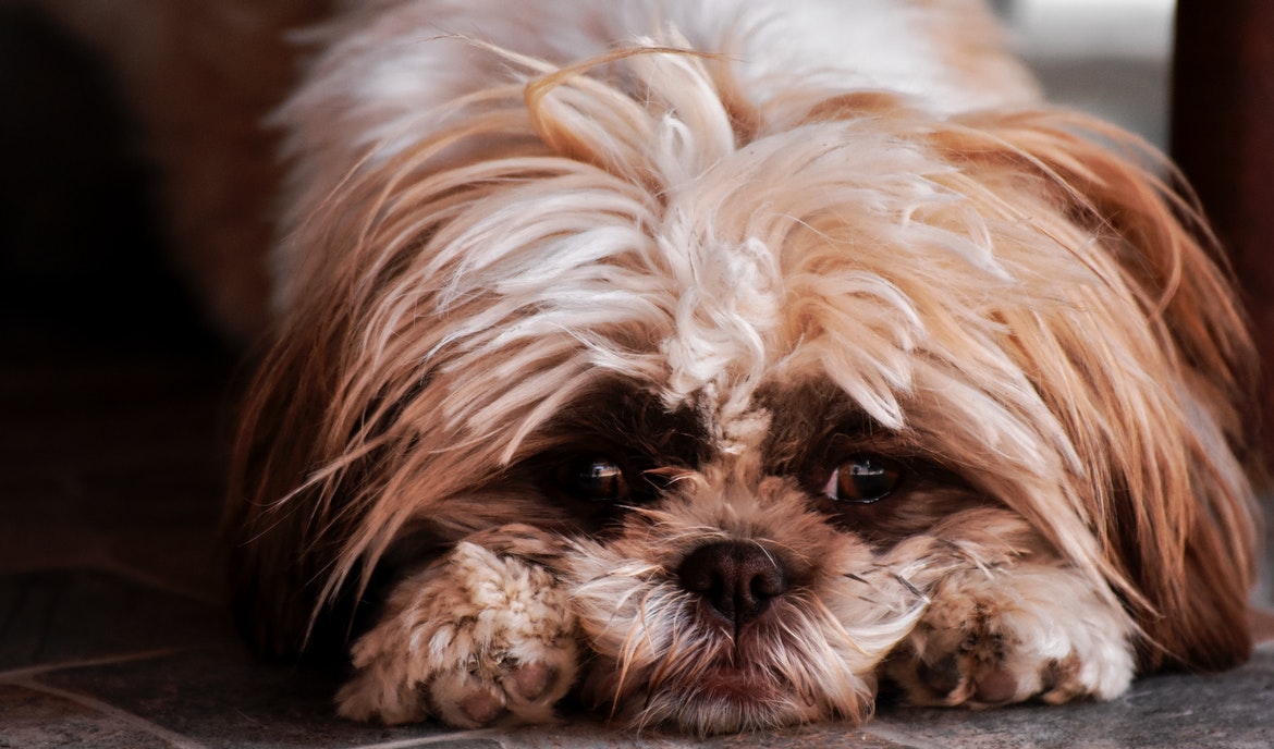 Gastritis beim Hund: mögliche Auslöser und Tipps zur Behandlung